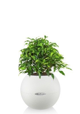 Фикус Грин Кинки в PURO 20, белый