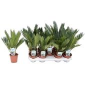 Цикас Революта 8+ листьев d12 см h40 см