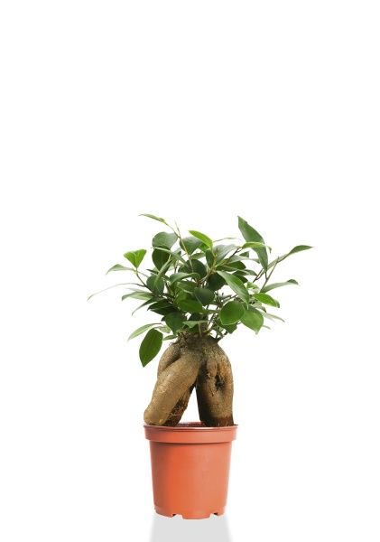 Фикус Микрокарпа 9/30 см (в пластике)