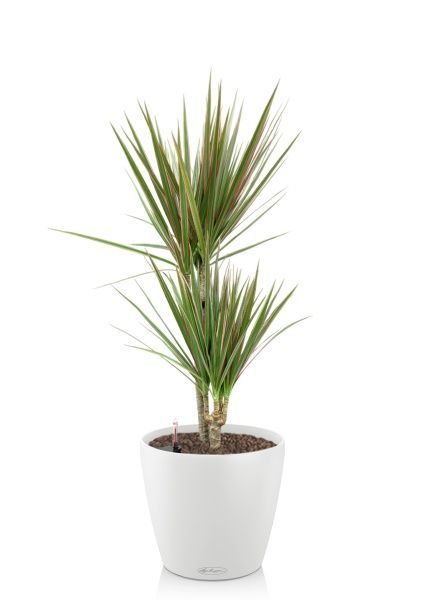 Драцена Маргината Биколор 2 ствола 17/70 см в CLASSICO COLOR 21