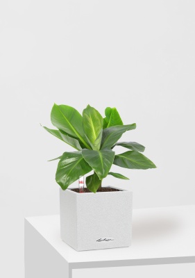 Банан CANTO STONE 14/40 см Песочный белый Банан CANTO STONE 14/40 см Песочный белый