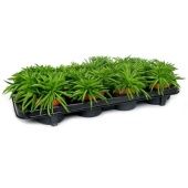 Пеперомия Хэппи Бин d10.5 см h23 см