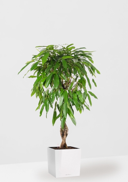 Фикус Амстел Кинг переплетенный 27/120 см в CUBE 40