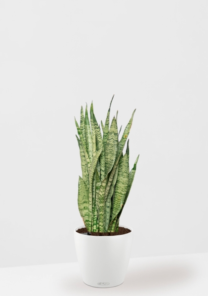 Сансевиерия Зейланика 21/70 см в CLASSICO COLOR 28