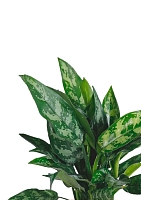 Аглаонема Цитронелле 12/30 см в CANTO STONE 14