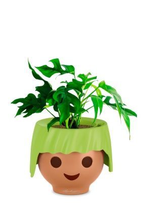 Монстера Рафидофора Минима 12/20 см в OJO, зеленый