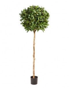 Лавр круглый на высоком стволе