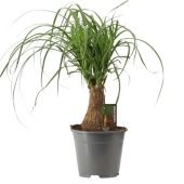 Нолина 1 ствол d14 см h40 см тип 2