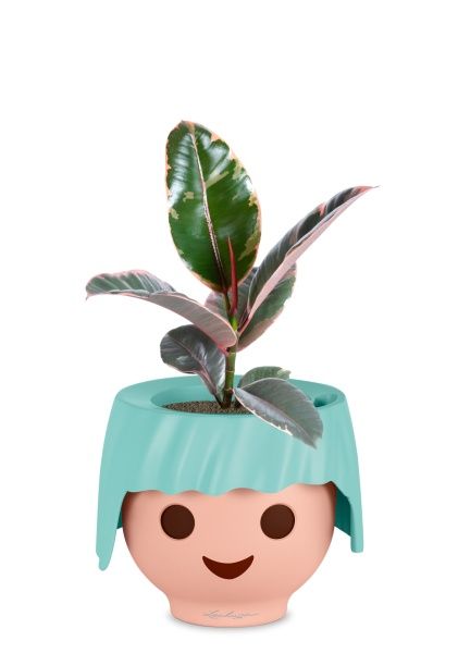 Фикус Эластика Белиз 12/45 см в OJO Фикус Эластика Белиз 12/45 см в OJO