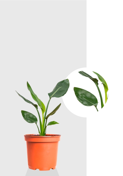 Стрелиция Регина 9/30 см