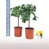 Цитрус Лимон на стволе d21 см h75 см