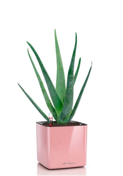 Алоэ Вера в CUBE GLOSSY KISS 14