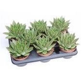 Эхеверия Максус d10.5 см h12.5 см Эхеверия Максус d10.5 см h12.5 см