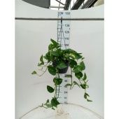 Сциндапсус Ауреум d20 см h40 см