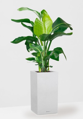 Стрелиция Николай 27/140 см в CANTO STONE HIGH 40, песочный белый