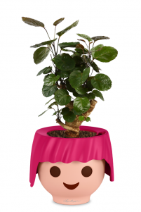 Полисциас Фабиан OJO 55 см, Рубиново-розовый