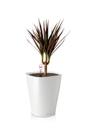 Драцена Маргината Маджента 1 ствол 12/40 см в DELTINI 14, белый блестяший