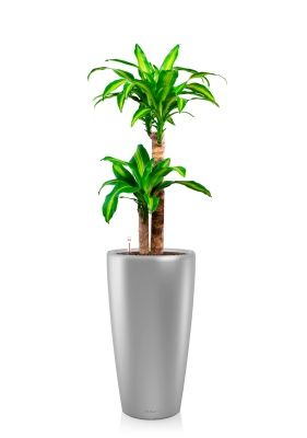 Драцена Массанжеана 2 ствола 19/100 см в RONDO 32, серебристый металлик