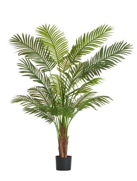 Пальма Арека Хризалидокарпус New 150 см