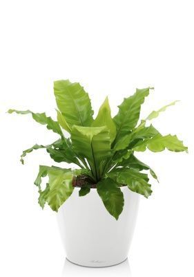 Асплениум Нидус в CLASSICO LS 21, белый блестящий