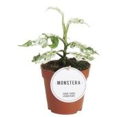 Монстера Frozen Freckles d12 см h25 см