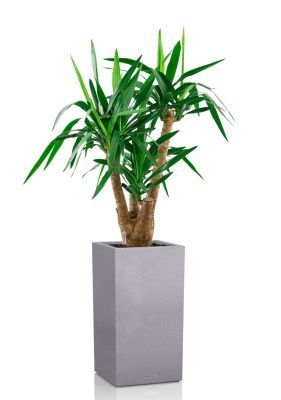 Юкка разветвленная 24/100 см в CANTO STONE HIGH 30, серый камень