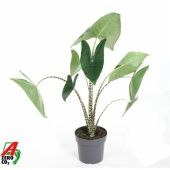 Алоказия Зебрина 19/80 см
