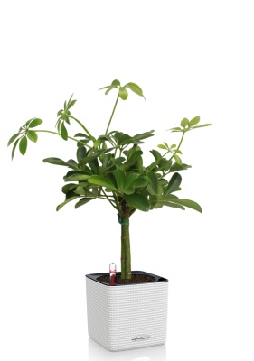 Шеффлера на стволе 14/45 см в CUBE COLOR 16