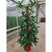 Филодендрон Pedatum d34 см h200 см Филодендрон Pedatum d34 см h200 см