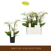 Фаленопсис 2 ствола Botanico Nolina White 10+ (opti) d9 см h35 см