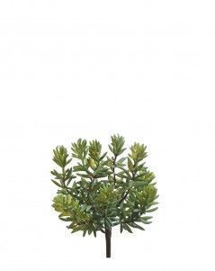 Суккулент Седум куст зелёный