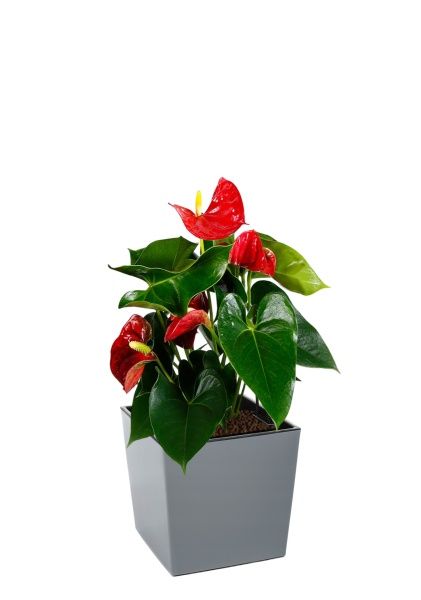 Антуриум Андрианум красный 17/60 см в LAMELA Juka 19x19