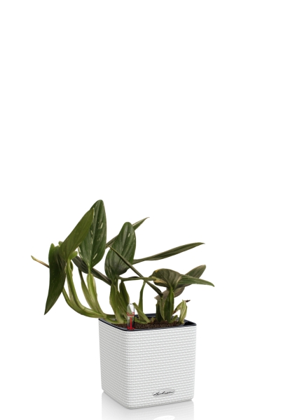 Филодендрон Кобра 12 см в CUBE Color 14