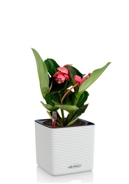 Мединилла 14/45 см в CUBE COLOR 16