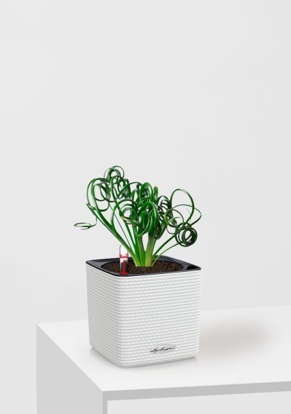 Альбука Спиралис 12/25 см в CUBE COLOR 14