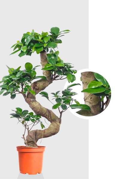 Фикус Микрокарпа Гинсенг 48/150 см