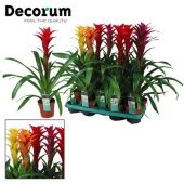 Гузмания Максима d13 см h60 см Гузмания Максима d13 см h60 см