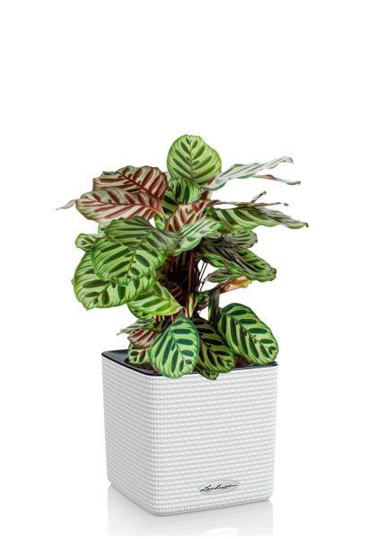 Калатея Макояна 14/45 см в CUBE COLOR 16 Калатея Макояна 14/45 см в CUBE COLOR 16