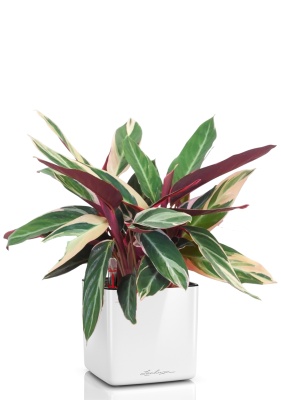 Строманта 15/50 см в CUBE GLOSSY 16, белый блестящий