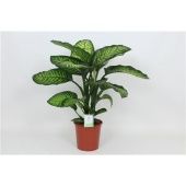 Диффенбахия Мароба d24 см h90 см Диффенбахия Мароба d24 см h90 см
