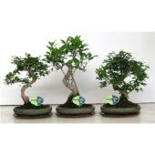 Бонсай микс d24 см h40 см тип 1