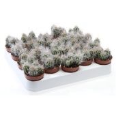 Кактус Ореокреус d5.5 см h8 см