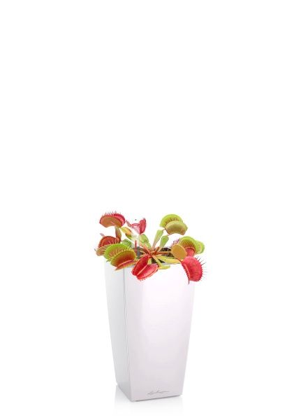 Венерина мухоловка 6/10 см в MINI CUBI