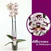 Фаленопсис 2 ствола Ivory Pearl 14+ (phalaenova) d12 см h70 см