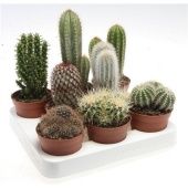 Кактус микс d8.5 см h15 см тип 1