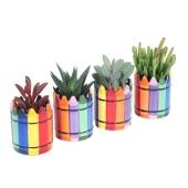 Суккуленты микс In Wasco Planter d6 см h8 см