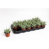 Хавортия Spider White d8.5 см h15 см