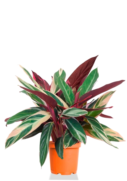 Строманта 12/40 см