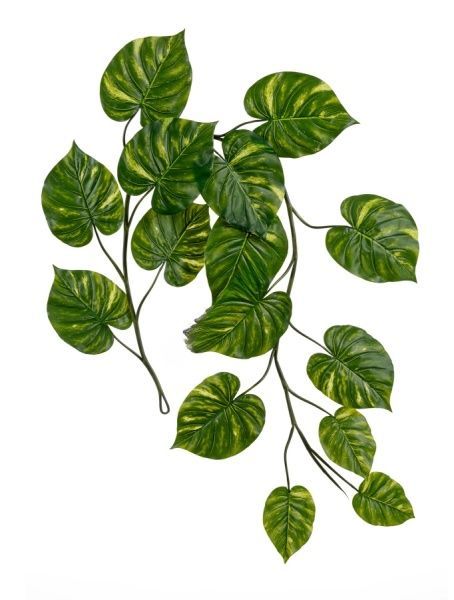 Потос Giant лиана 240 см