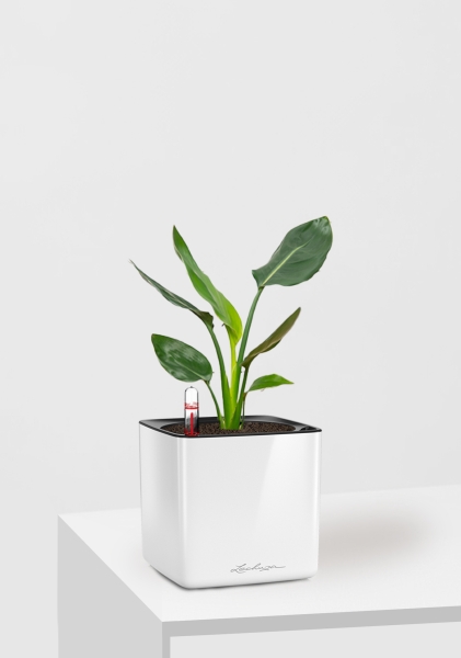 Стрелиция Регина 9/30 см в CUBE GLOSSY 14